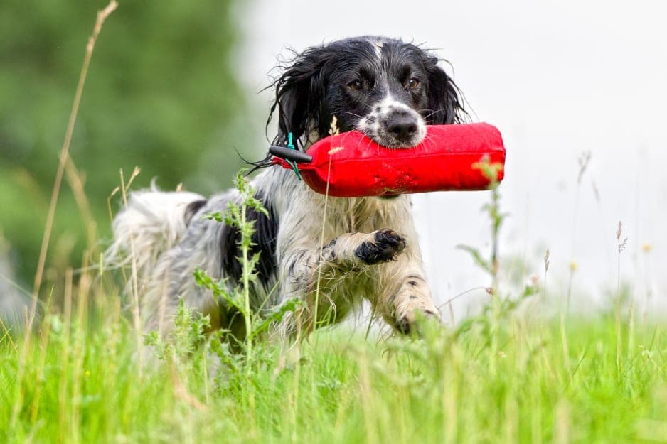 Spaniel trägt ein rotes Dummy durch hohes Gras auf seinen Menschen zu