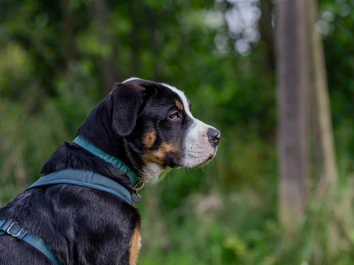 Junger Sennenhund im Profil auf dem Trainingsplatz