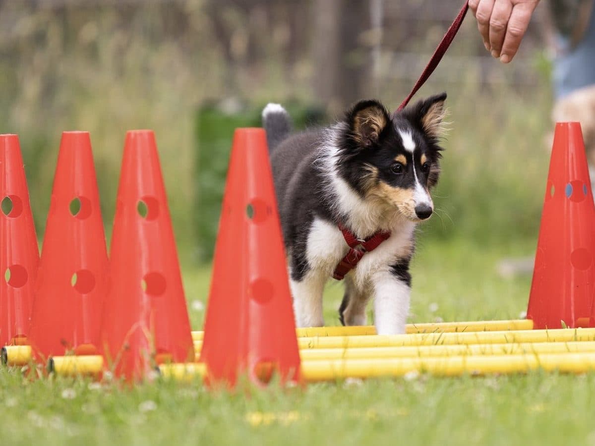 Sheltie-Welpe läuft an lockerer Leine durch die Pylonengasse