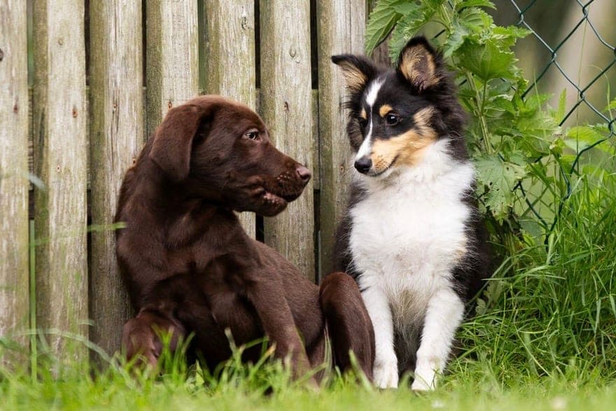 Schokobrauner Labradorwelpe und Sheltiewelpe sitzen nebeneinander im Gras