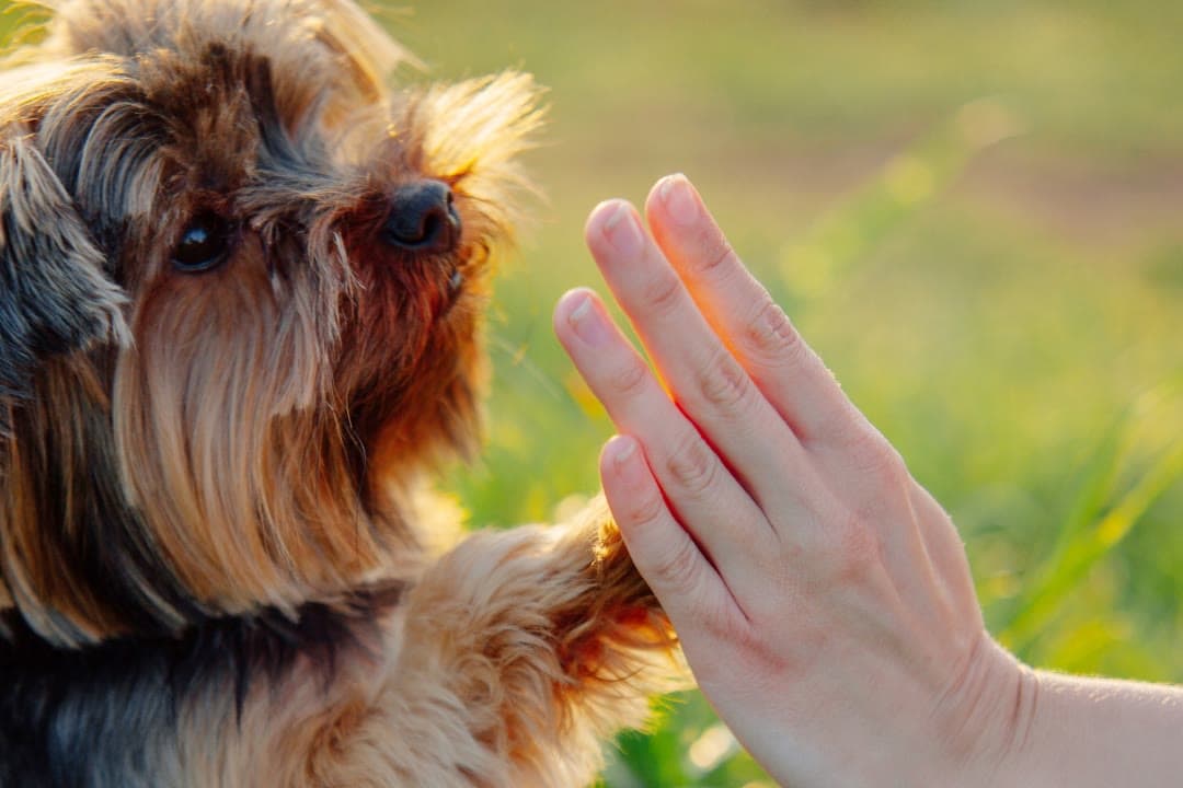 Kleiner Yorkshire Terrier legt seine Pfote in die offene Hand seines Menschen im sonnigen Gras